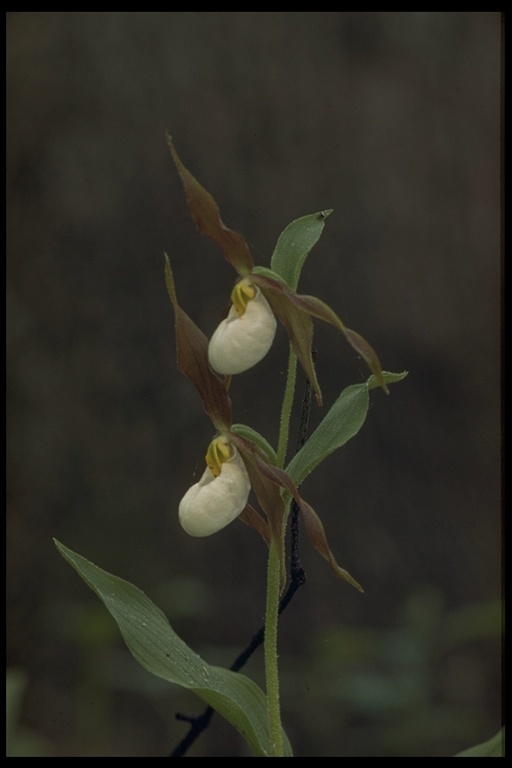 Imagem de Cypripedium montanum Douglas ex Lindl.