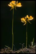 Plancia ëd Utricularia cornuta Michx.