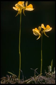 Image of horned bladderwort