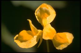 Plancia ëd Utricularia cornuta Michx.