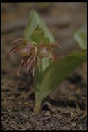 Image of Clustered lady's slipper