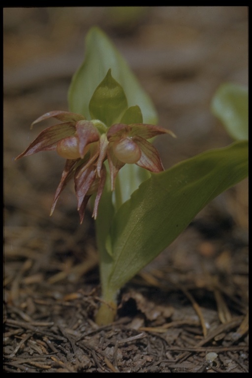 Image of Clustered lady's slipper