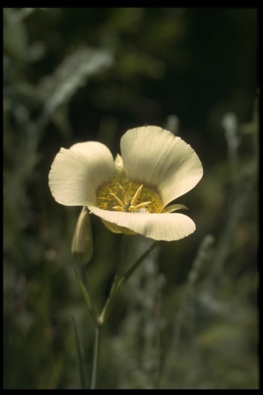 Image de Calochortus bruneaunis A. Nelson & J. F. Macbr.