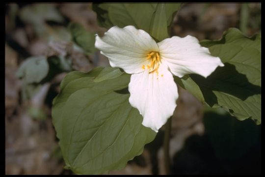 Image of White trillium