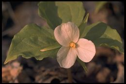 Image of Pacific trillium