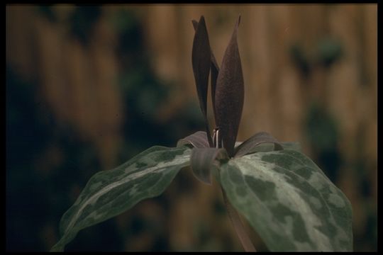 Imagem de Trillium chloropetalum (Torr.) Howell