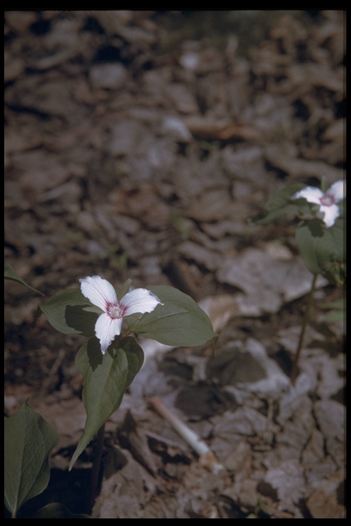 Image of painted trillium