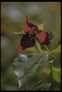 Imagem de Trillium erectum L.