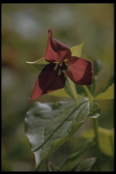 Image of red trillium