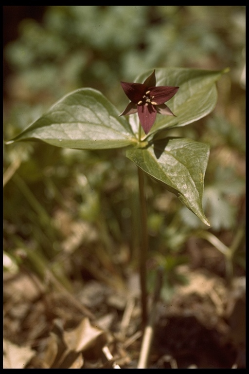 Imagem de Trillium erectum L.