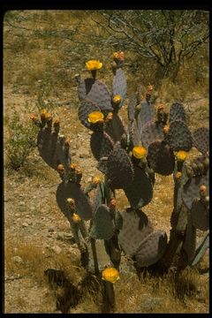 Image of Black-spined pricklypear