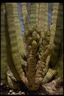 Image of Organ Pipe Cactus