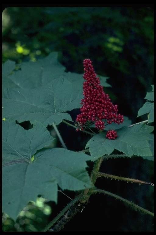 Слика од Oplopanax horridus (Sm.) Miq.