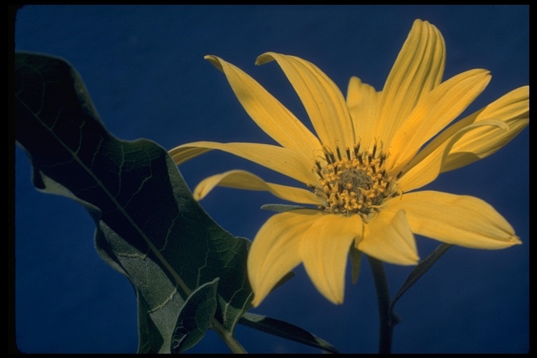 Image of arrowleaf balsamroot