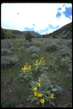 Image of arrowleaf balsamroot