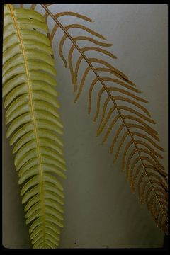 Image of deer fern