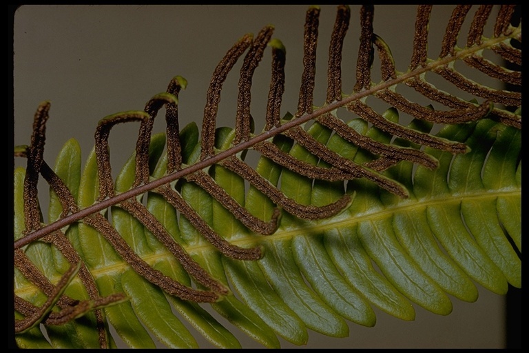 Image of deer fern