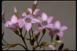 Image of rosy gilia