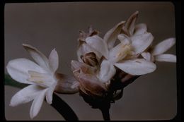 صورة Dichelostemma capitatum (Benth.) Alph. Wood