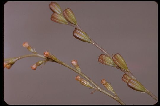 Image of Coulter's spiderling