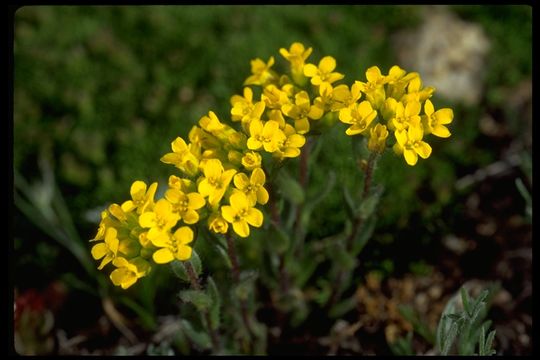 Image of pretty draba