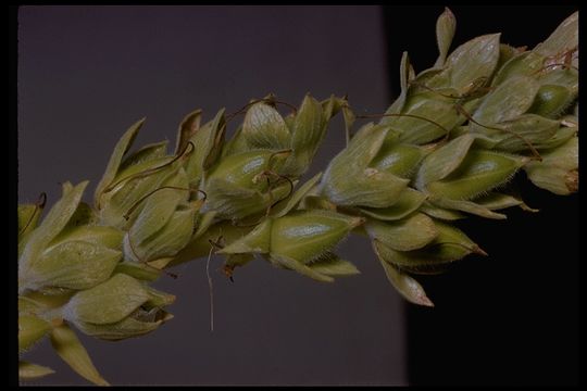 Imagem de Digitalis purpurea L.