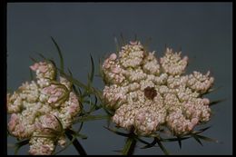 Image of Queen Anne's lace