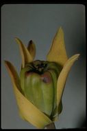 Image of California pitcherplant