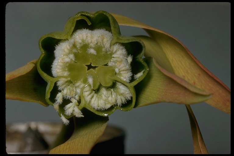 Image of California pitcherplant