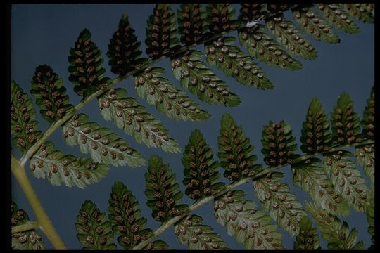 Dryopteris dilatata (Hoffm.) A. Gray resmi