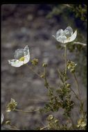 Image of Apache plume