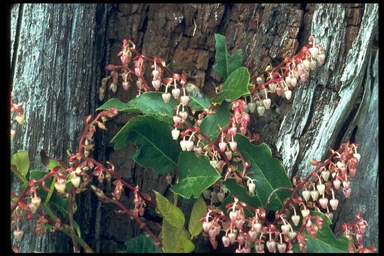 Image of salal