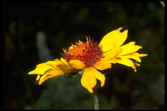 Image of Common perennial gaillardia