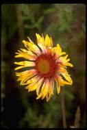 Plancia ëd Gaillardia aristata Pursh