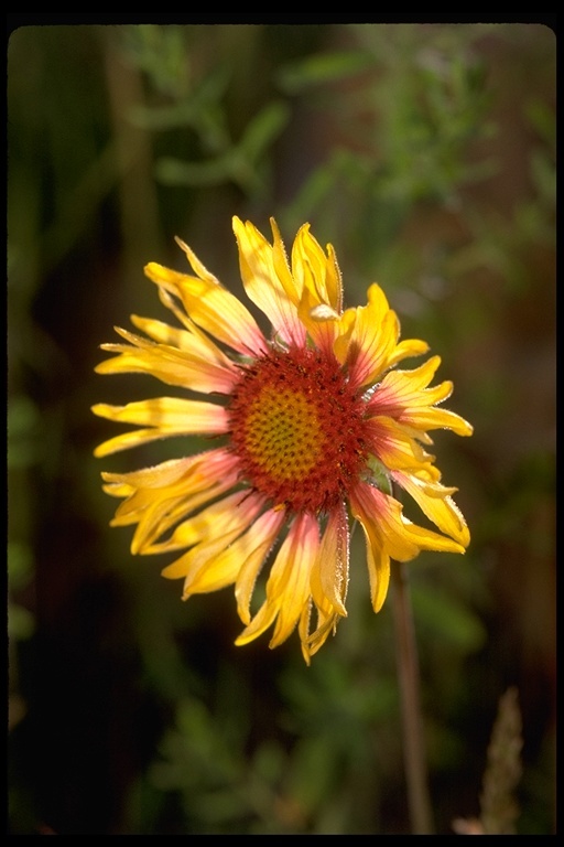 Plancia ëd Gaillardia aristata Pursh