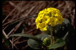 Image of coastal sand verbena