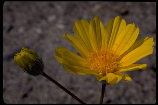 Image de Geraea canescens Torr. & A. Gray