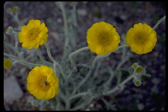 Image of woolly desert marigold