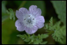 Image of baby blue eyes