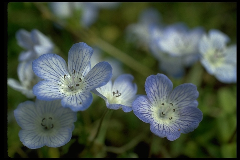 Image of baby blue eyes