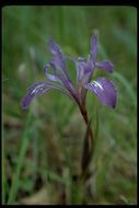 Plancia ëd Iris fernaldii R. C. Foster