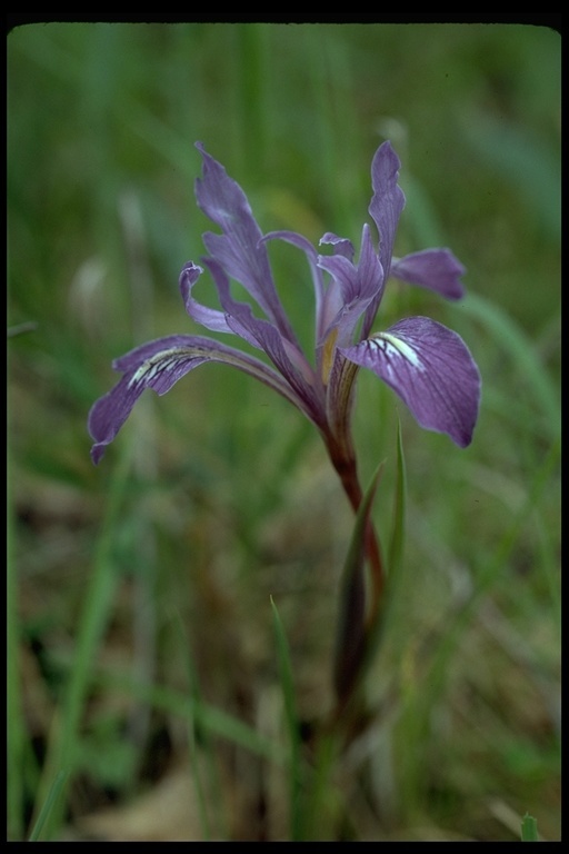 Plancia ëd Iris fernaldii R. C. Foster