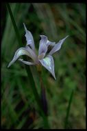 Plancia ëd Iris fernaldii R. C. Foster