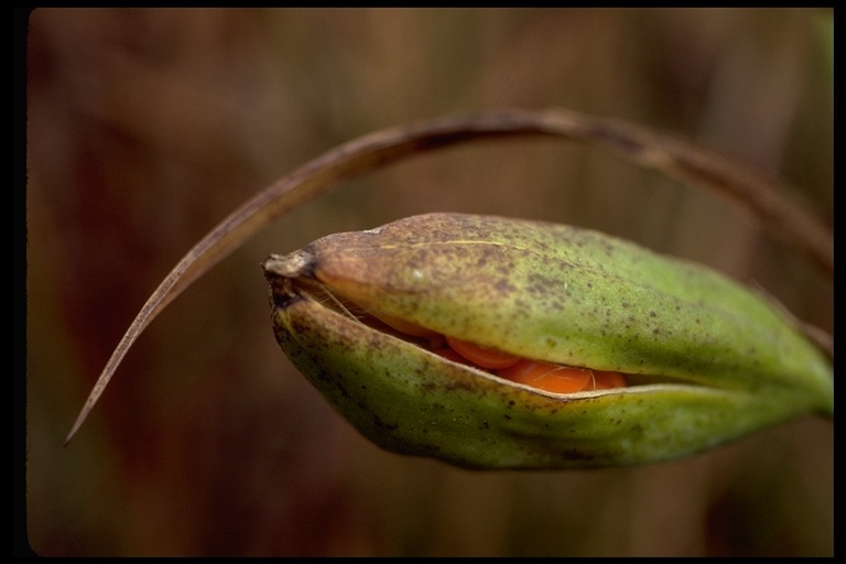 Image of stinking iris