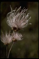 Image of Apache plume