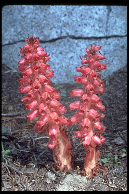 Image of snowplant