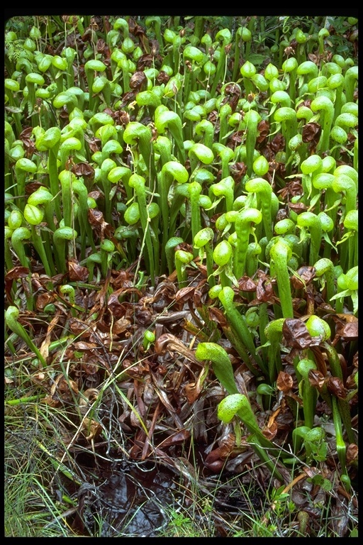 Image of California pitcherplant