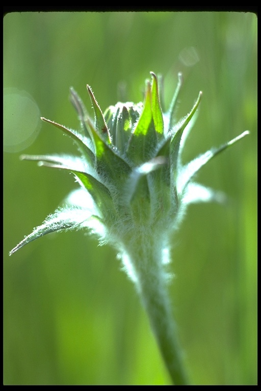 Image of bigflower agoseris