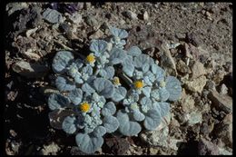 Plancia ëd Psathyrotes ramosissima (Torr.) A. Gray