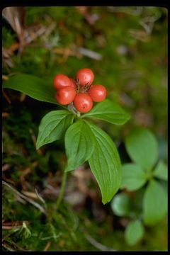 Image of bunchberry dogwood